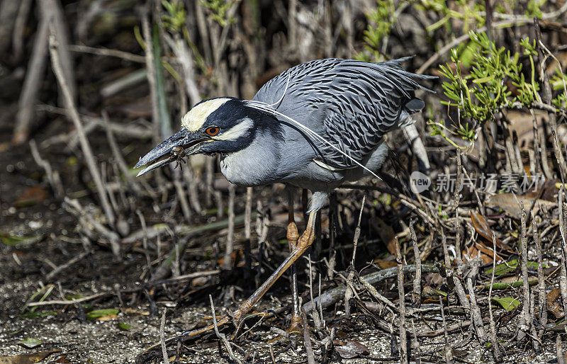 黄冠夜鹭，紫锥菊;Nycticorax violacea;丁达林国家野生动物保护区，萨尼贝尔岛，佛罗里达州